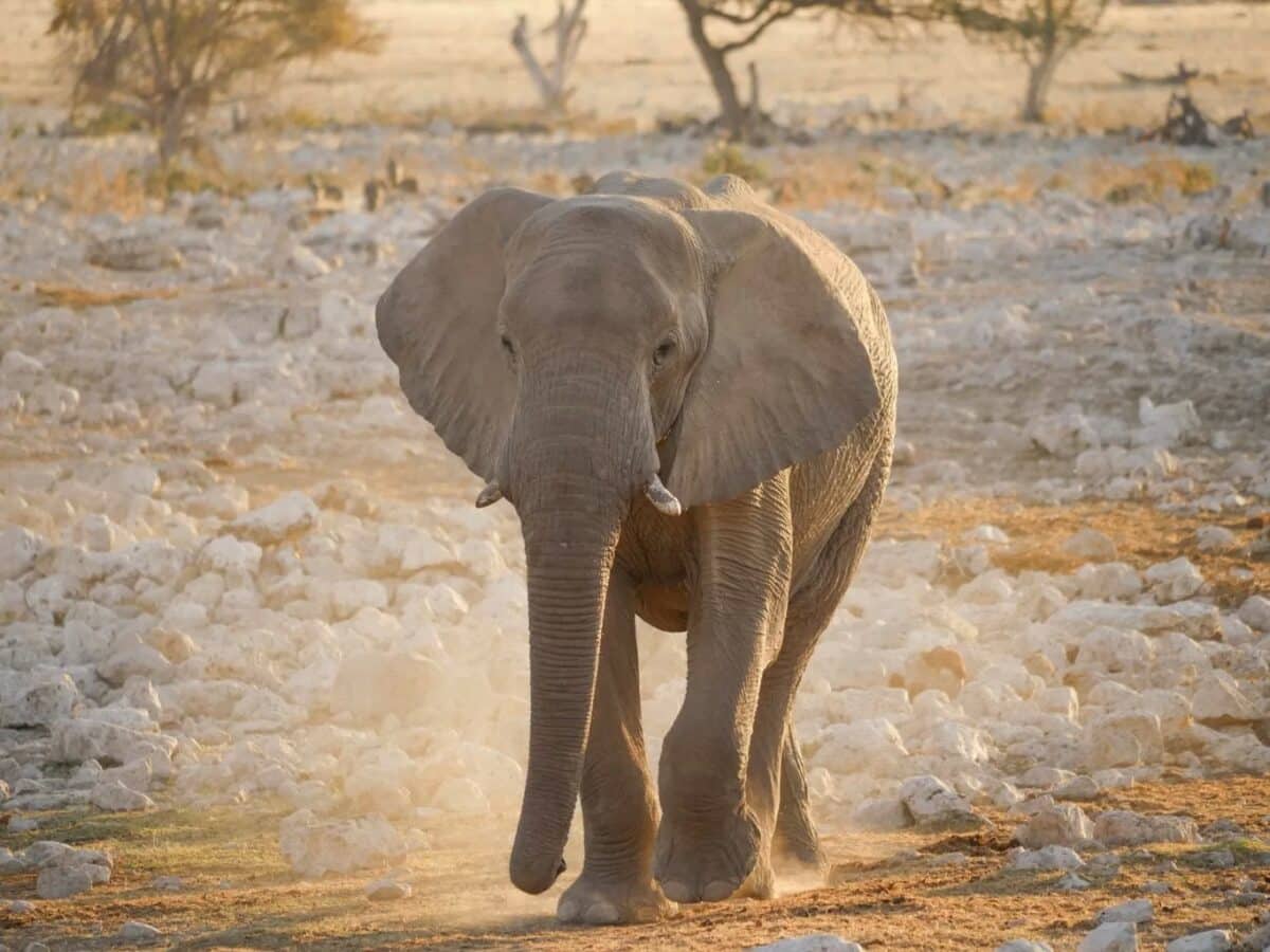 Quali animali si possono vedere in Namibia? La nostra guida per un safari indimenticabile Namibia