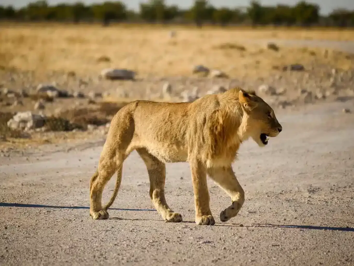 Quali animali si possono vedere in Namibia? La nostra guida per un safari indimenticabile Namibia