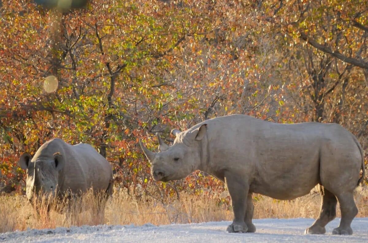 Quali animali si possono vedere in Namibia? La nostra guida per un safari indimenticabile Namibia