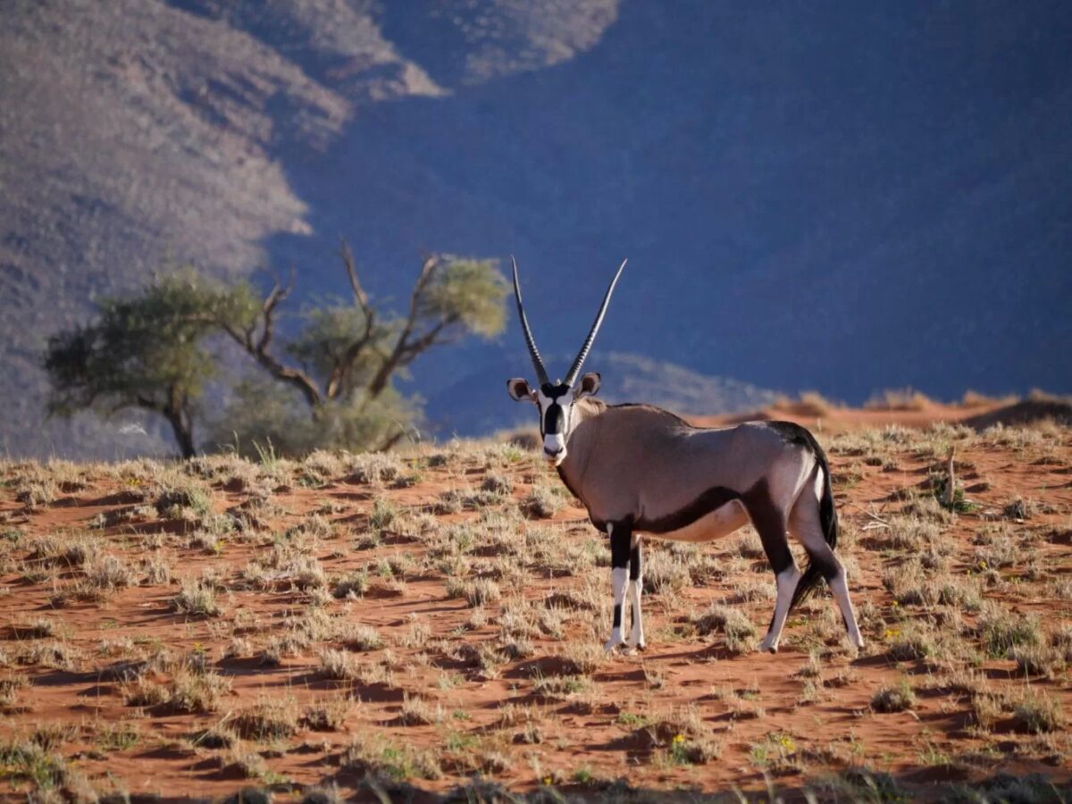 Quali animali si possono vedere in Namibia? La nostra guida per un safari indimenticabile Namibia