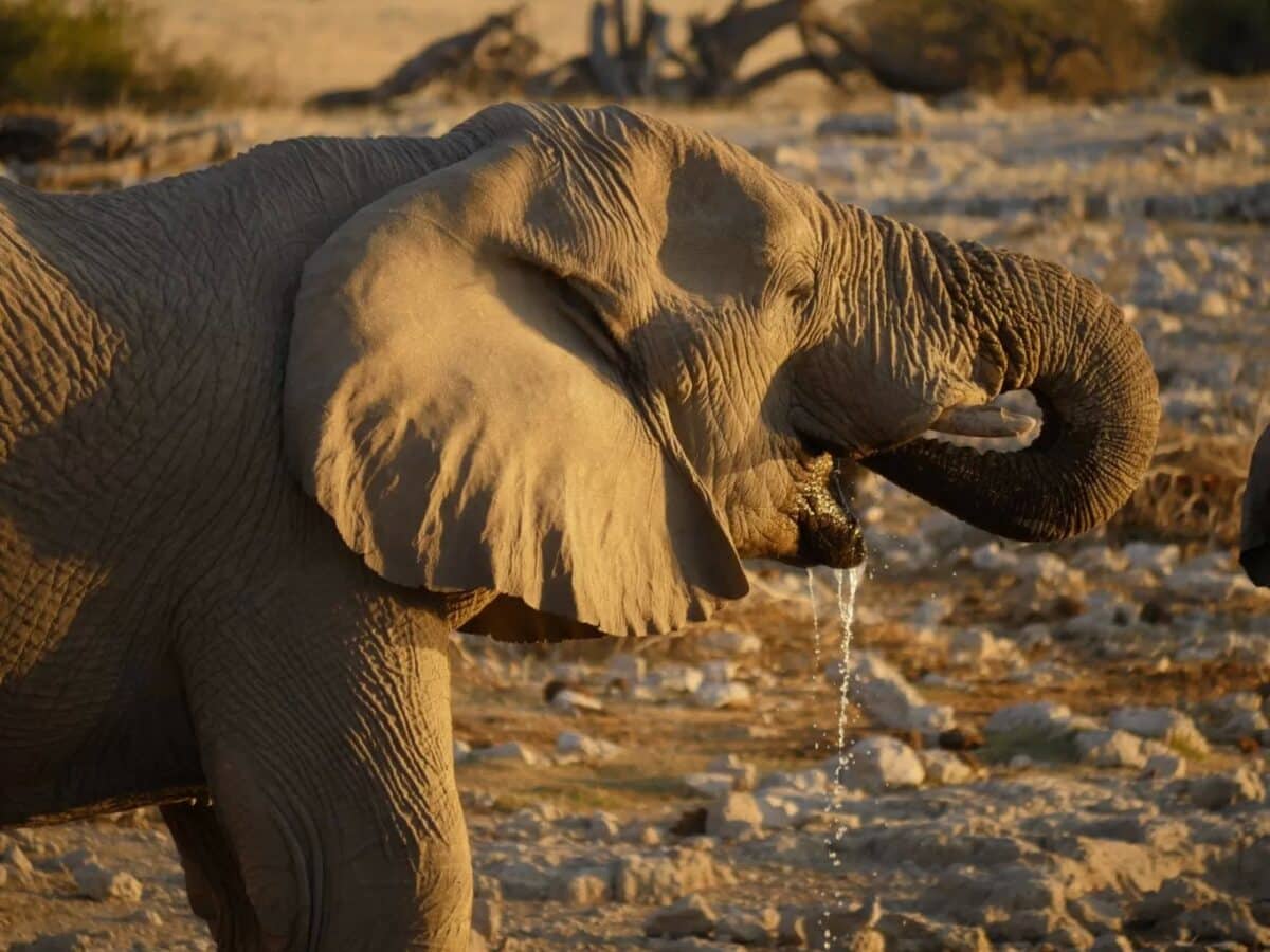 Namibia im November: Klima, Safari, Aktivitäten und Reisehinweise Namibia