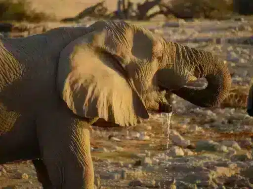 Namibia
