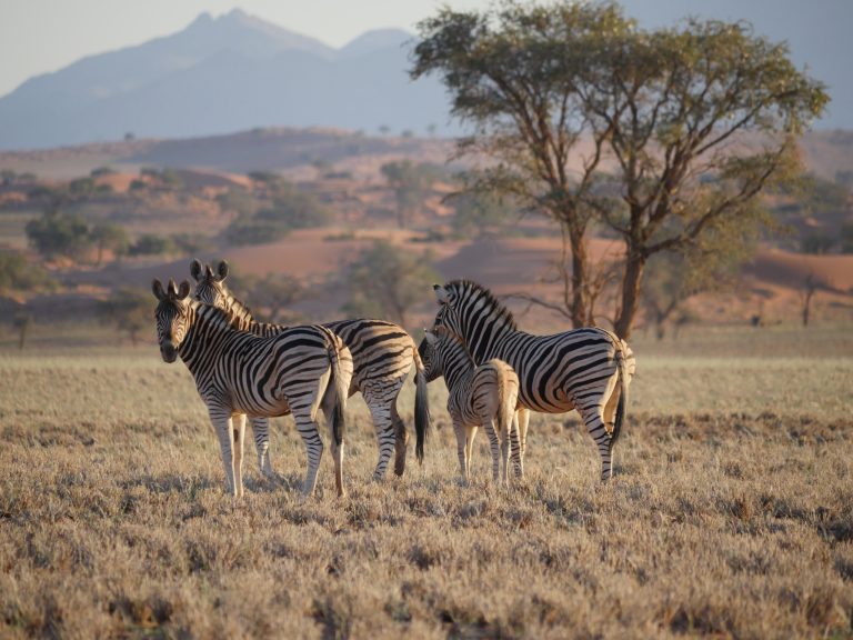 Namibie