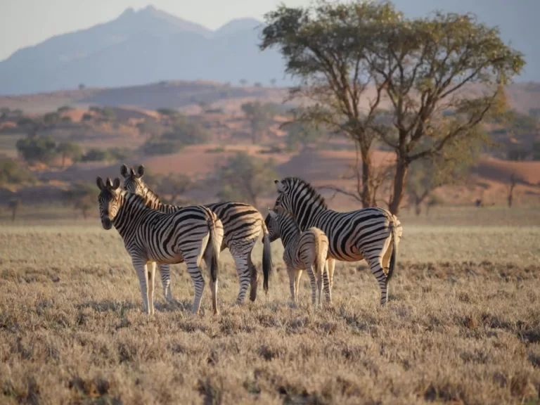 Namibia