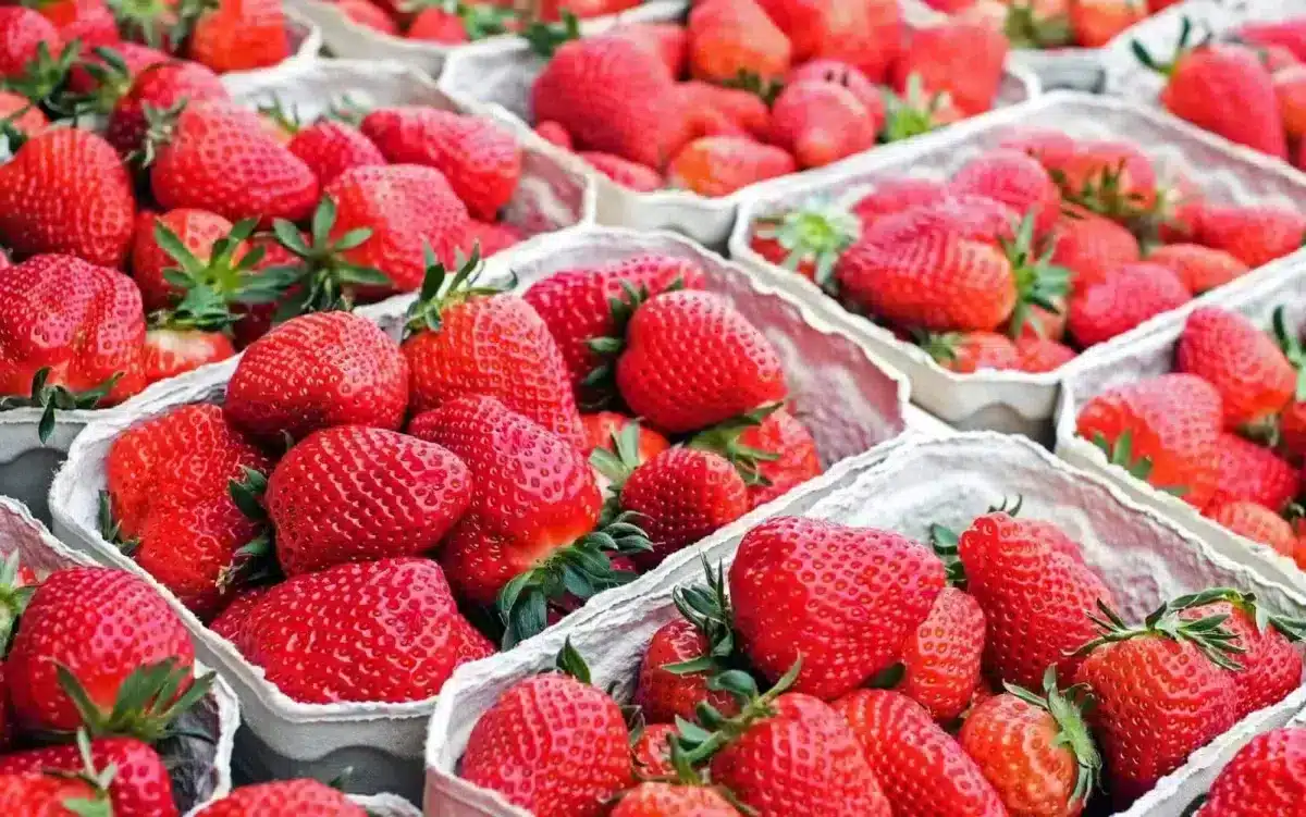 Visitar Périgueux: los favoritos de un perigordiano y nuestro itinerario para no perderse nada mercado de la fresa en el centro de perigueux