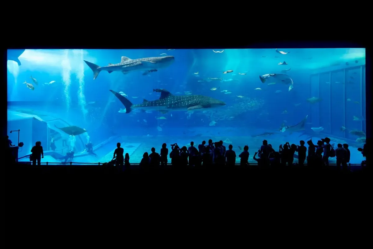 Visit Valencia (Spain) on foot, things to do and what to see in 1 or 2 days? Oceanografic museum valencia spain