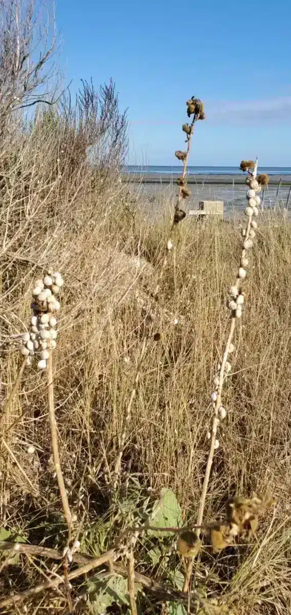 Que faire à l’île d’Oléron avec des enfants ? Nos idées testées en famille oleron phare chassiron