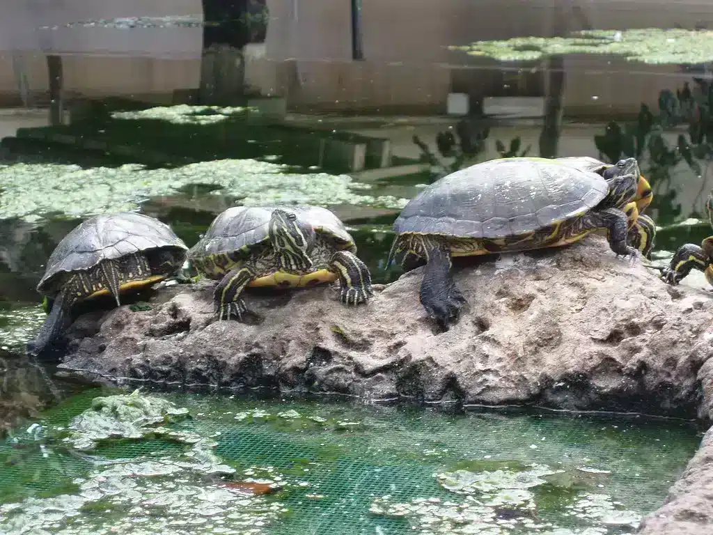 besuch aquarium valence,besuch oceanografic,aquarium valence