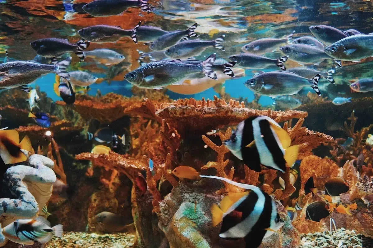 besuch aquarium valence,besuch oceanografic,aquarium valence