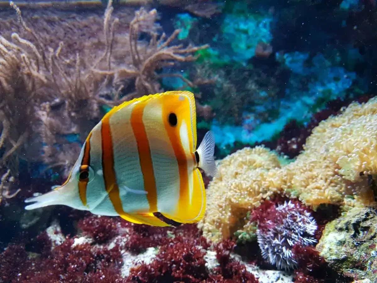 besuch aquarium valence,besuch oceanografic,aquarium valence