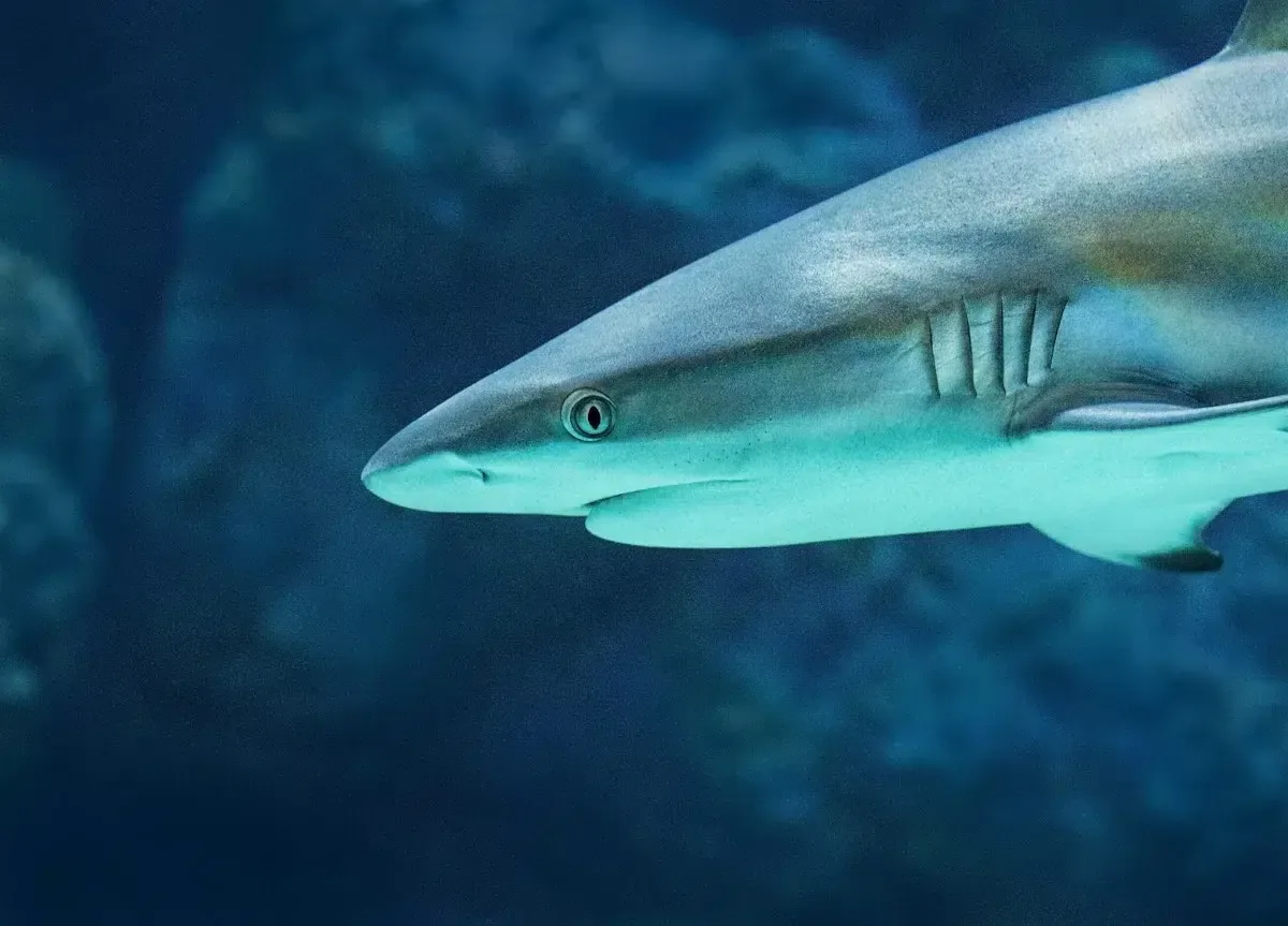 besuch aquarium valence,besuch oceanografic,aquarium valence