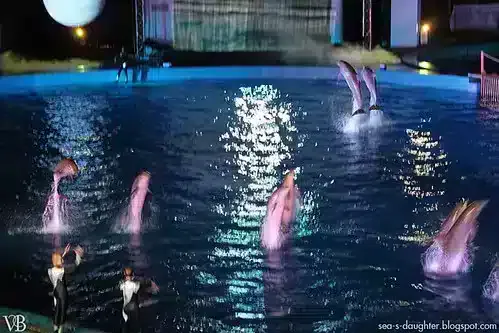 Valencia Oceanogràfic nuestra guía completa visita aquarium valence,visita oceanografic,aquarium valence