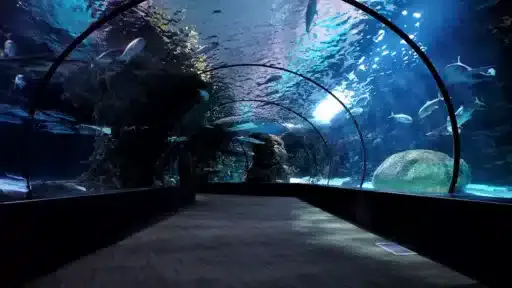 Valencia Oceanogràfic nuestra guía completa visita aquarium valence,visita oceanografic,aquarium valence