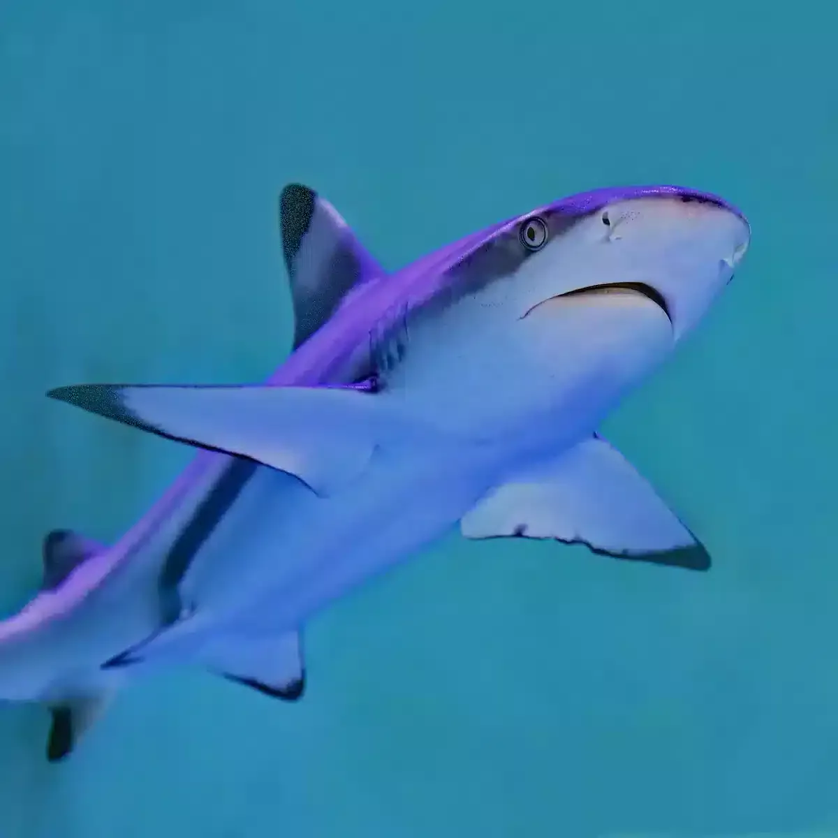 Valencia Oceanogràfic nuestra guía completa visita aquarium valence,visita oceanografic,aquarium valence
