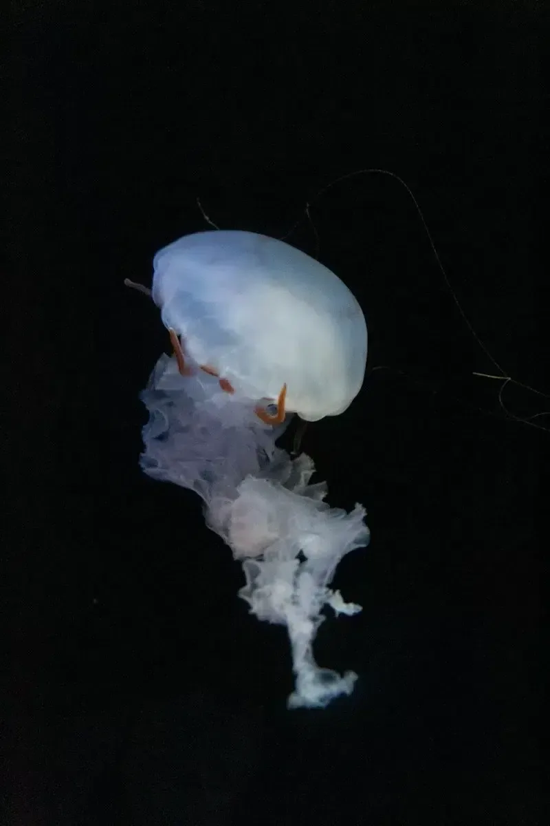 besuch aquarium valence,besuch oceanografic,aquarium valence