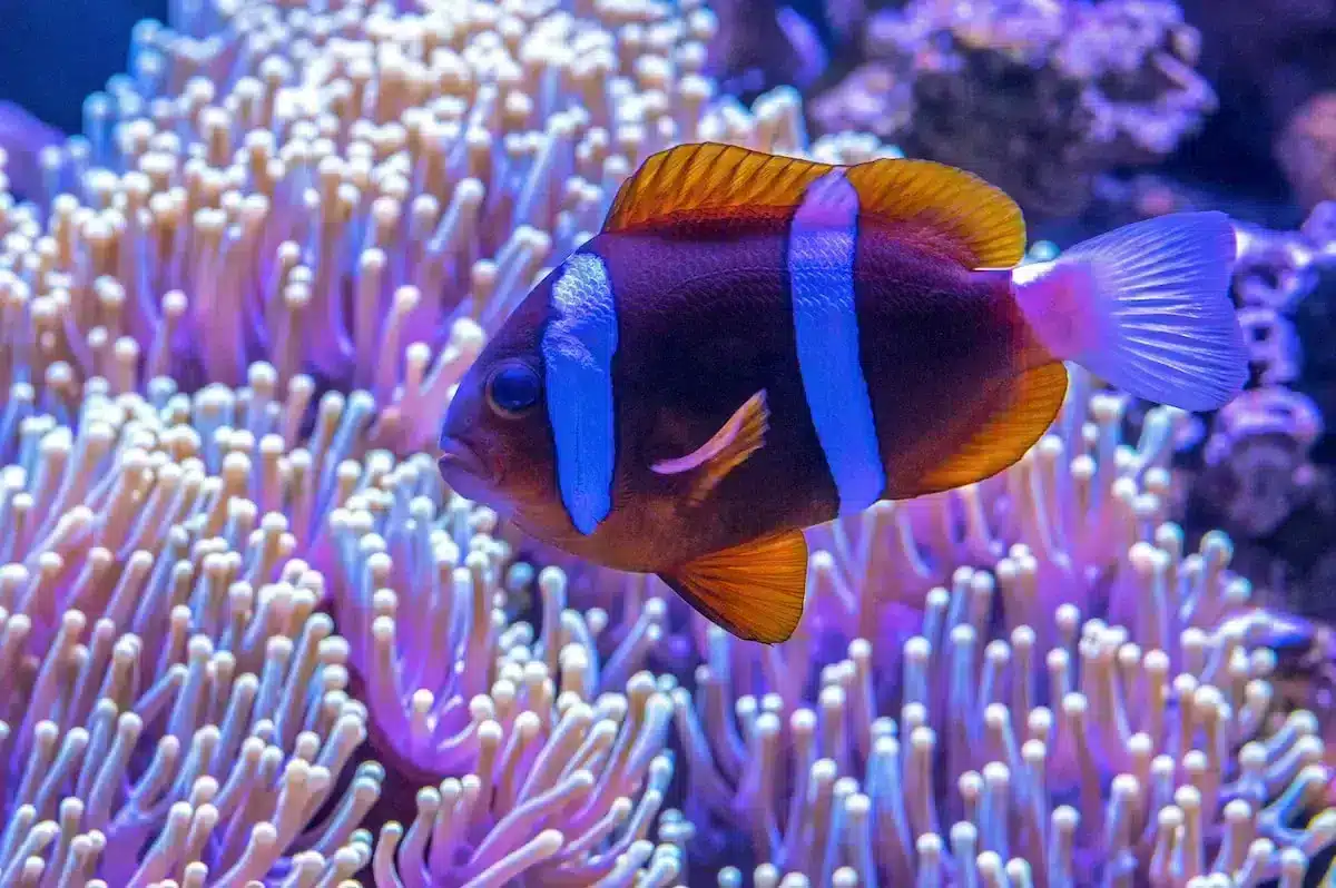 besuch aquarium valence,besuch oceanografic,aquarium valence