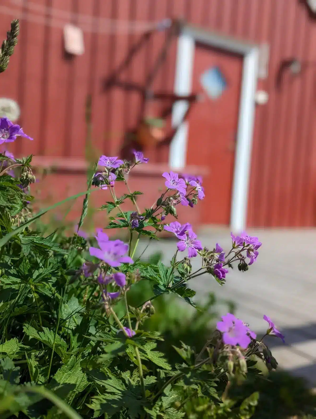 Our road trip in Scandinavia in a converted vehicle: our complete guide lofoten islands norway