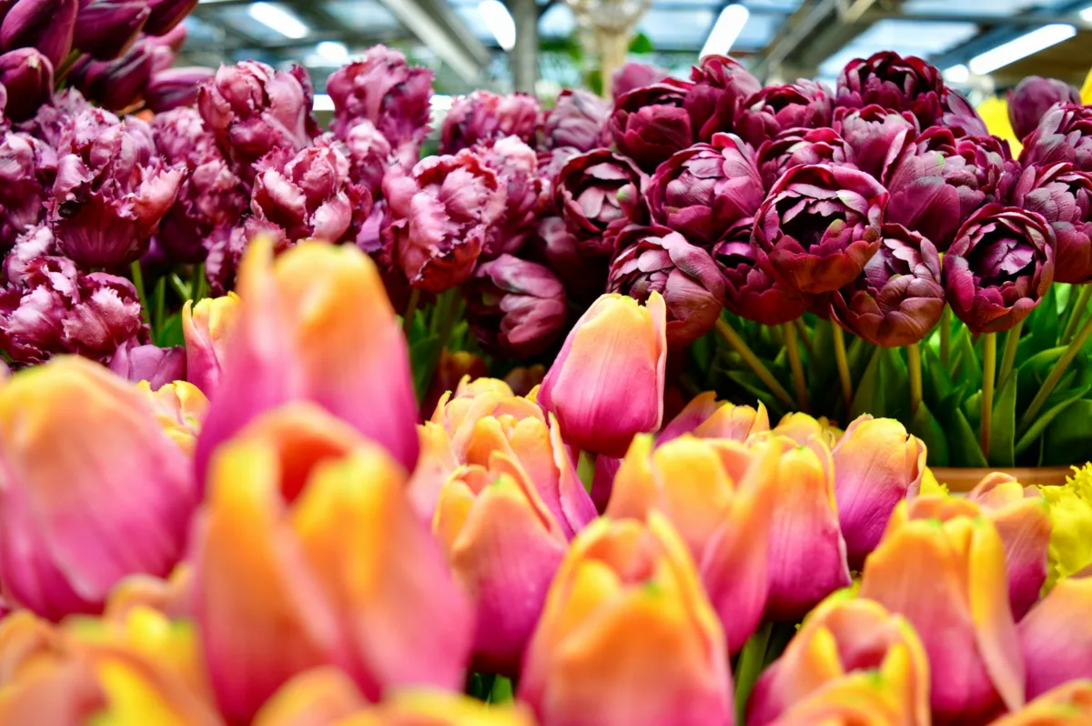 Warum sollten Sie in Amsterdam Urlaub machen? Blumenmarkt