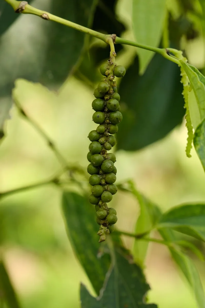 A close up of a plant with green leaves