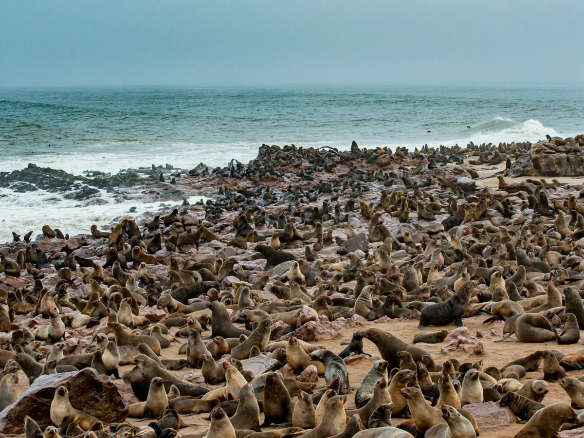 Skeleton Coast namibie