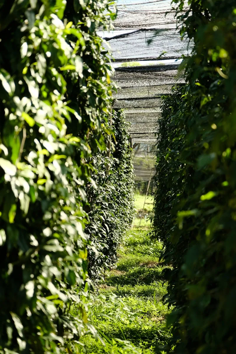 A long row of hedges in a garden