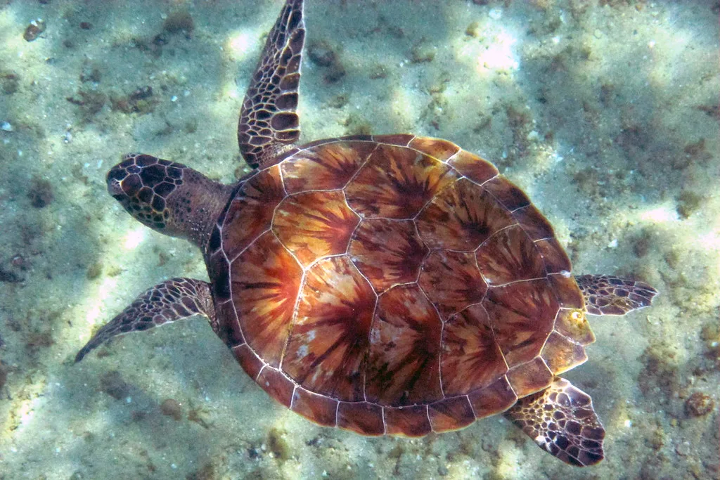 tartaruga