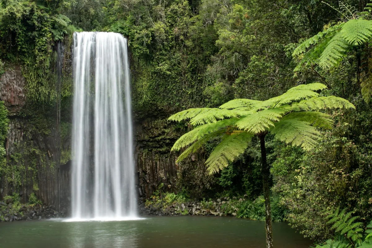 I nostri 5 preferiti sulla costa orientale dell'Australia, da Brisbane alla foresta di Daintree Cascate Millaa Millaa autralie