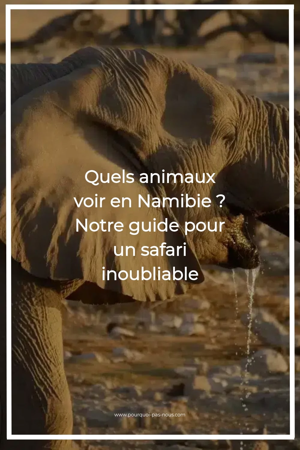 animaux Namibie