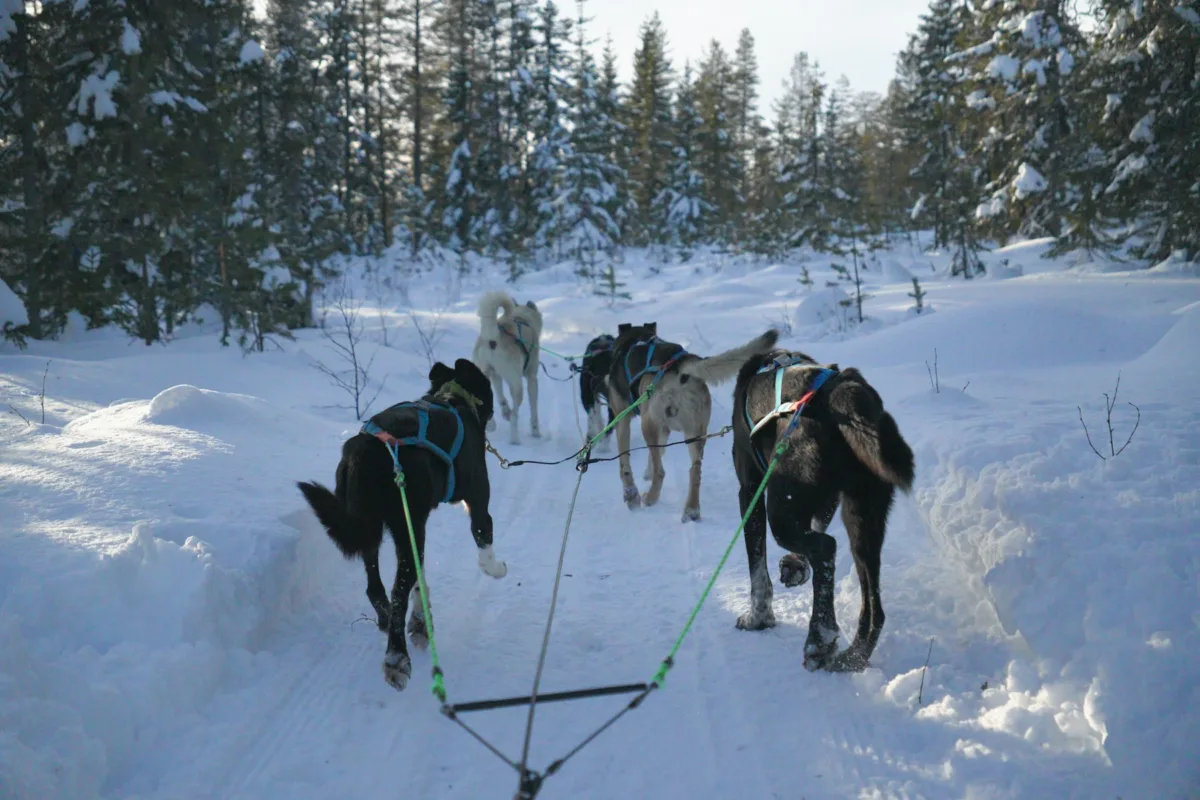 perro de trineo suecia