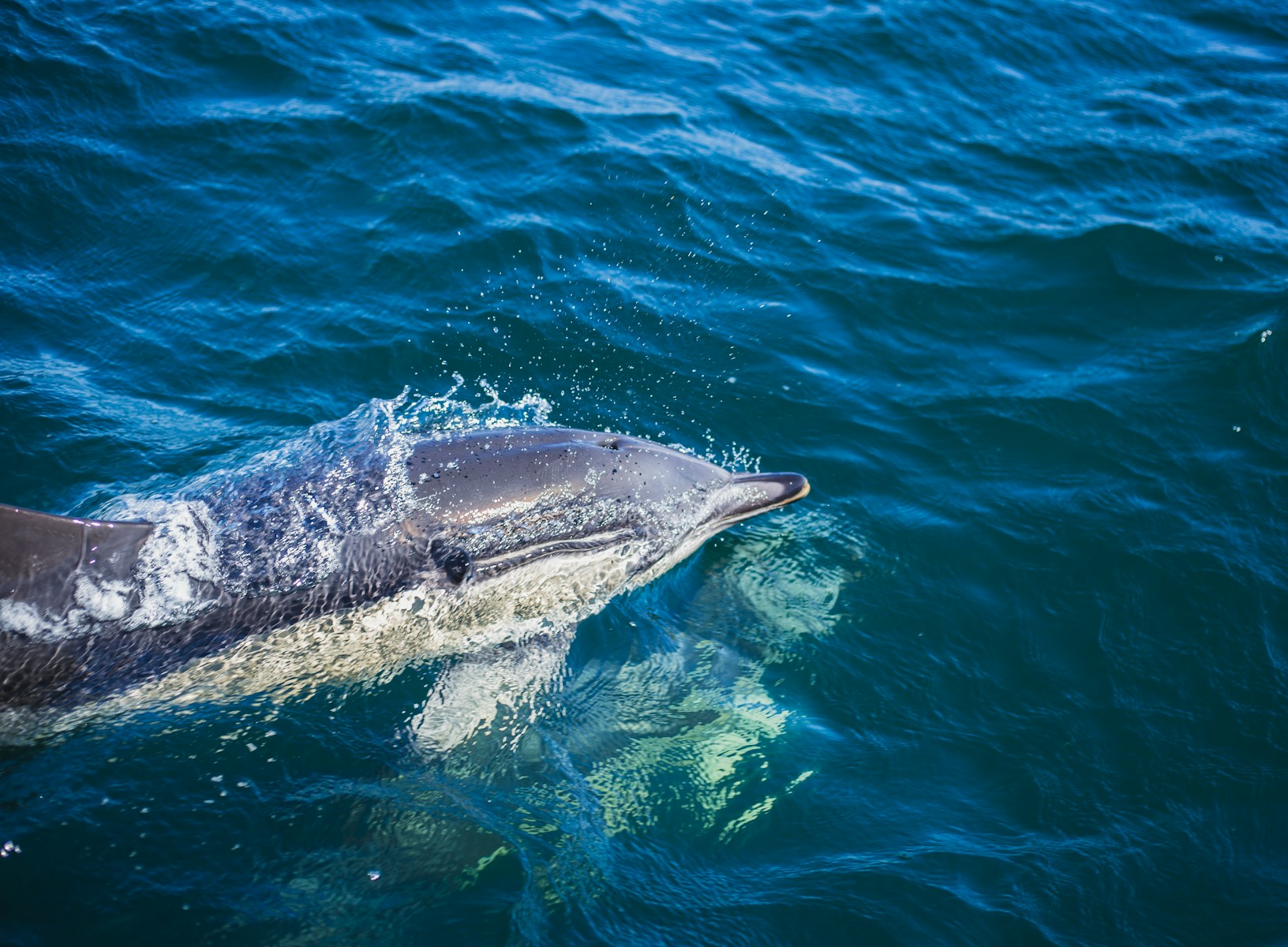 algarve dauphin