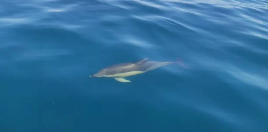 benagil algarve dauphin