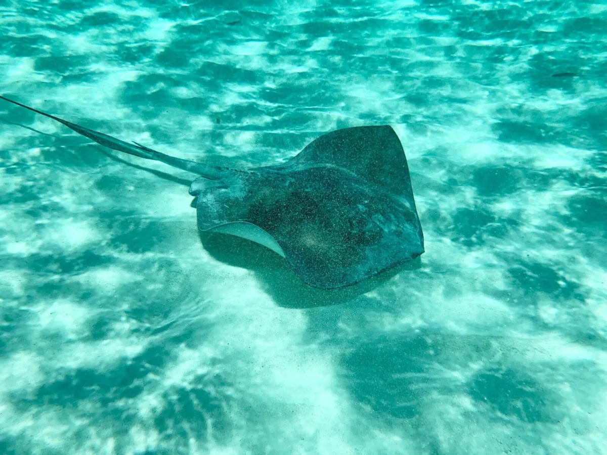 4 excursiones por Playa del Carmen en un viaje a Yucatán playa del carmen