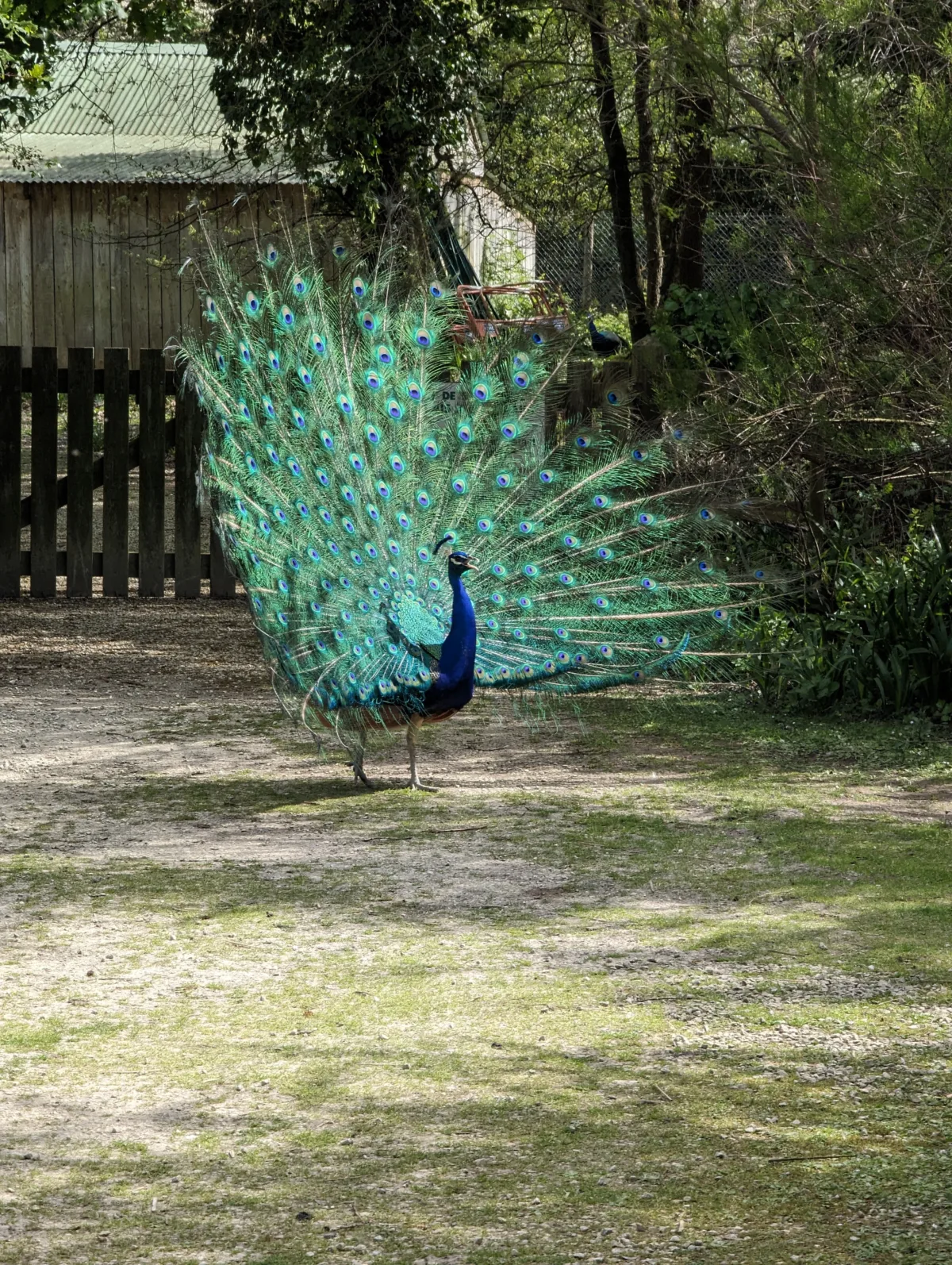 Que faire à l’île d’Oléron avec des enfants ? Nos idées testées en famille oleron oiseau