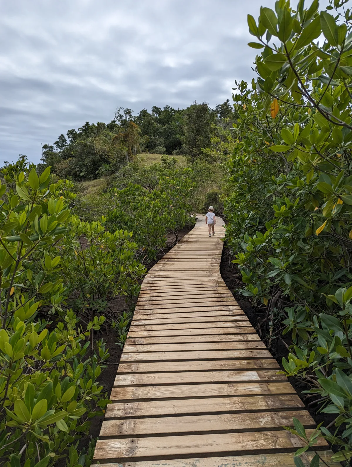 Trois semaines en Martinique : notre itinéraire complet en famille Martinique randonnée