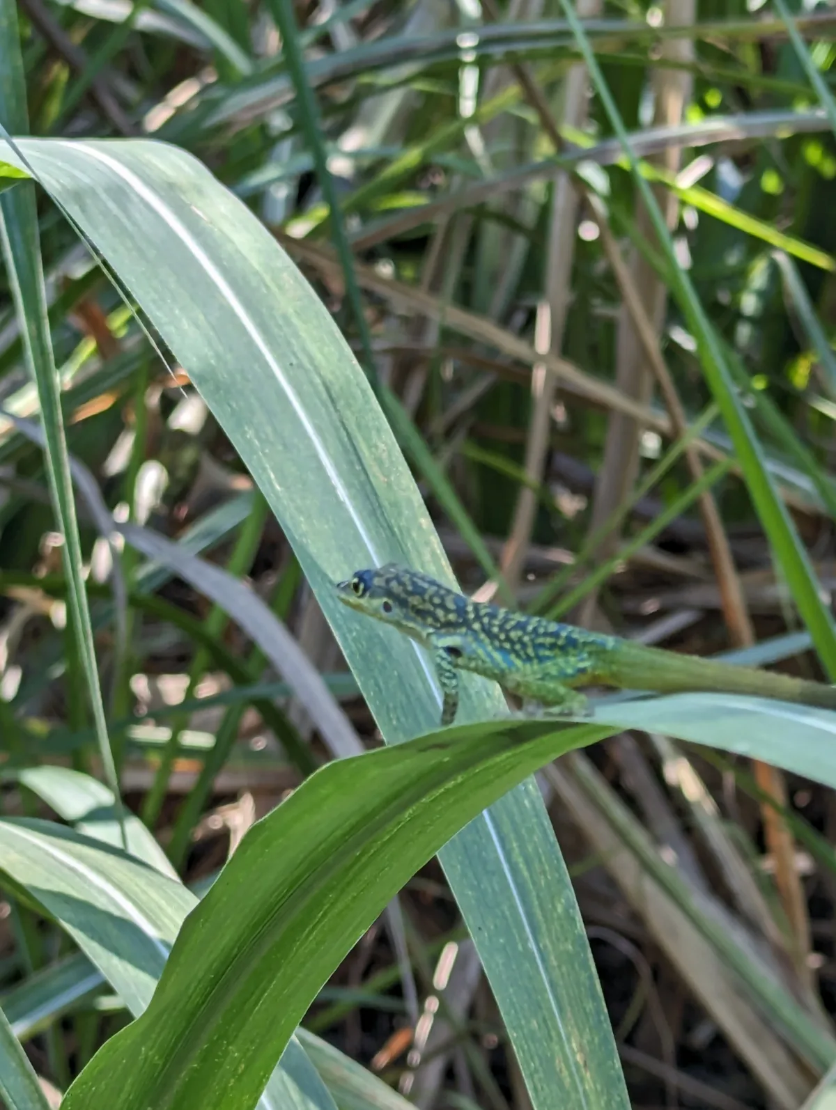 Trois semaines en Martinique : notre itinéraire complet en famille Martinique