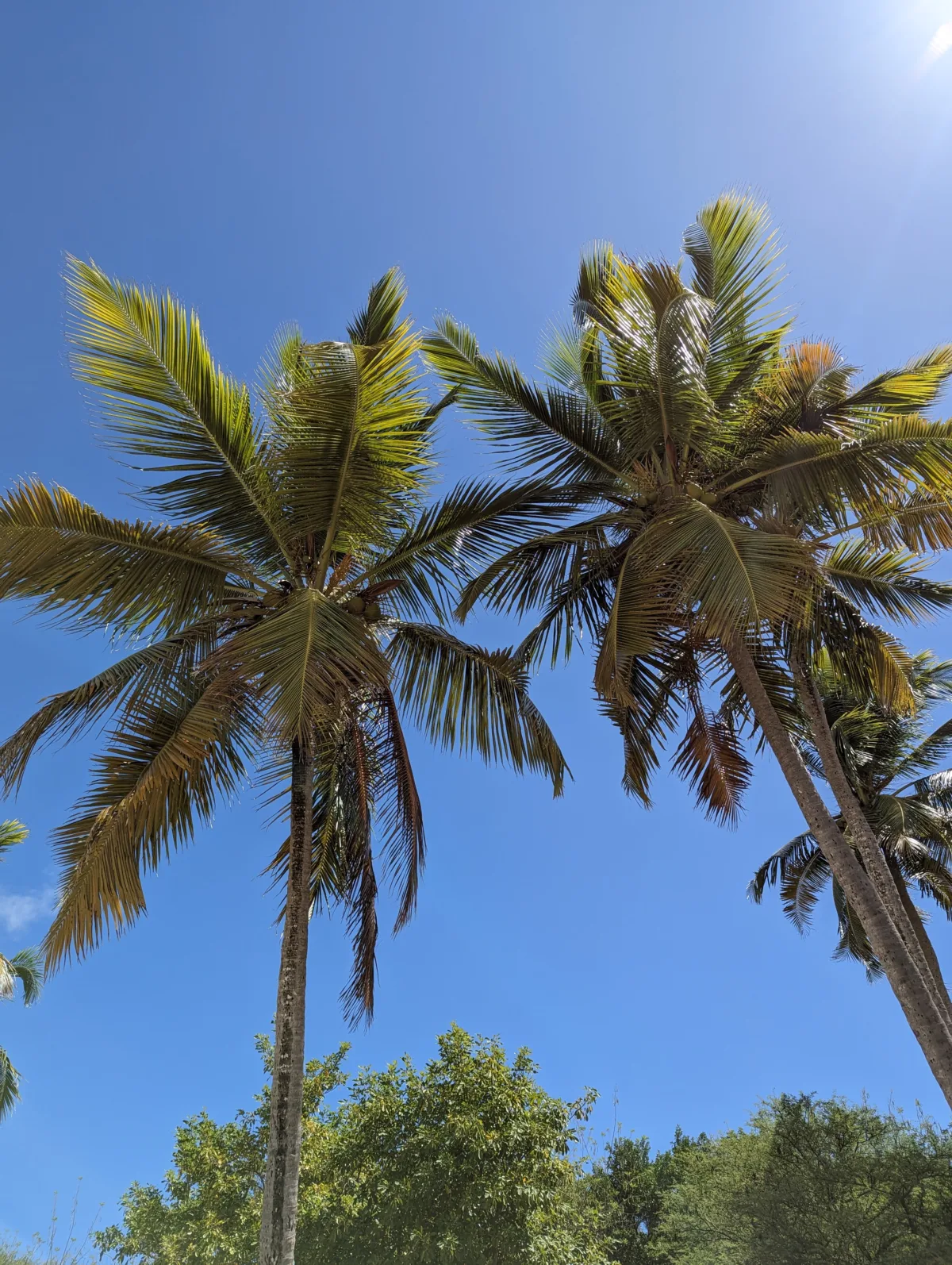 Où faire du snorkeling en Martinique ? Nos 6 spots testés martinique