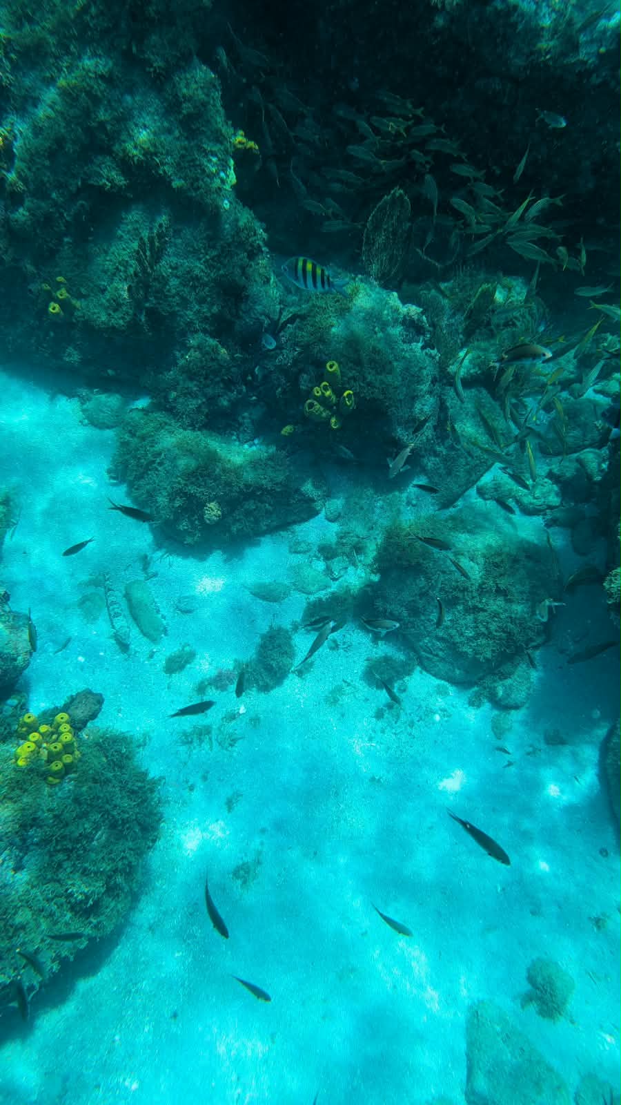 Trois semaines en Martinique : notre itinéraire complet en famille martinique