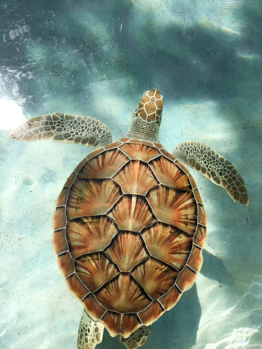 tortue martinique